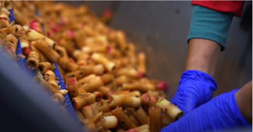 Turning 30 tonnes of food waste into profit