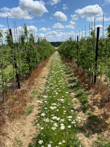 On-farm trials provide growers with new treatments to manage apple canker disease